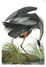 Audubon's Birds of America #211 : "Great Blue Heron" — Giclee Fine Art Print