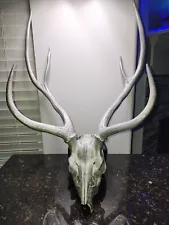 Axis deer antlers European mount for sale