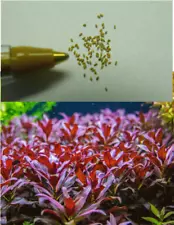 50 Genuine Ludwigia Super Red SEEDS - Aquarium Aquatic Plant - The Real Thing