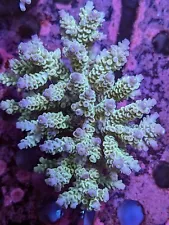 New ListingWYSIWYG XL Rainbow Tenuis Acropora Colony Multi SPS Live Coral Acro JF RR ASD