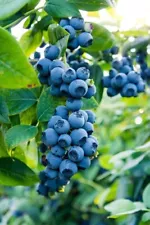 "Premium Blueberry Fruit Seeds: Grow Your Own Delicious Harvest at Home!"