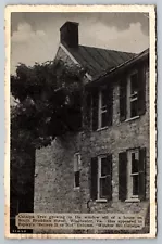 Catalpa Tree. South Braddock Street. 1948 Winchester Virginia Postcard.