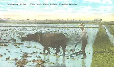 VIntage Postcard-Cultivating Rice FIeld with Water Buffalo, Hawaiian Islands