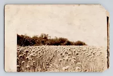 RPPC Early 1900s Onion Field Wm Hankinson's Onion Seed 1909 Unposted