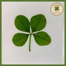 four leaf clovers for sale