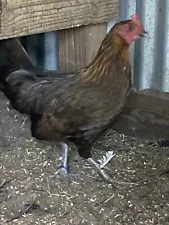 Pure Brownred Gamefowl Hatching Eggs