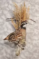 Handsome Bobwhite quail grouse pheasant taxidermy bird art