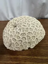 Vintage Natural Brain Shell Coral White
