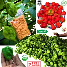 1000+ Super Hot SCOTCH BONNET Heatless Caribbean Ghost Pepper Chili Pods /Seeds