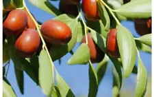 jujube plant for sale