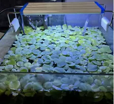 Live Frogbit Floating Fresh Aquarium Plants - *Ramshorn Snail Eggs Attached* ð±