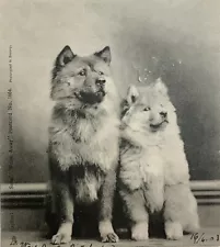 2 dogs CHOW CHOW antique photo pc Dog "Having just heard" 1903 Tuck series 1664