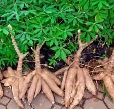 Fresh Live YUCA CASSAVA MANIHOT WITH ROOTS Sweet Esculenta Cutting For Planting