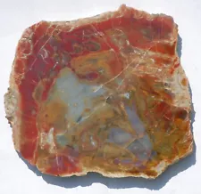 Two, Polished Petrified Wood Slabs-Arizona and Utah