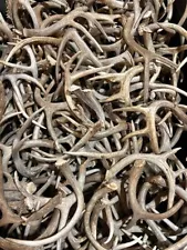 shed antlers for sale ebay