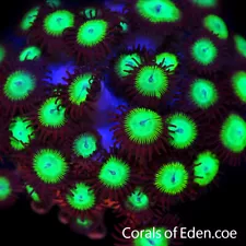 CORALS OF EDEN ~ Mind Bender Zoanthid Coral Frag - Live Coral for Sale - LPS SPS