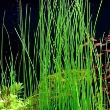 Tall Grass Big Cow Grass Aquatic Live Plant Seeds 50+ for $1 Aquarium Aquascape