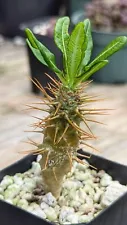 Pachypodium Ambongense