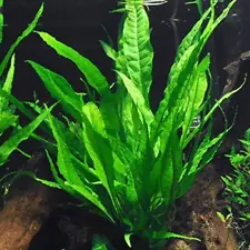 BUY 2 GET 1 FREE - Java Fern Microsorum Pteropus Small Easy Live Aquarium Plant