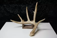 New ListingWHITETAIL DEER SHED ANTLER - SINGLE 852 - CABIN DECOR, CRAFTS, TAXIDERMY