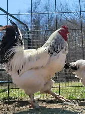 Light Brahma Hatching Eggs 6 Chicken Eggs LT Brahma Eggs Big Breed