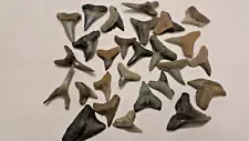 Lot of 20 Grade A Fossil Shark Teeth Tooth Creek and Beach Teeth Meg Era