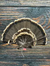 BIG wild turkey tail Merriam feather millinery decoy turkey tail bustle Mount