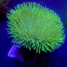 Neon Green Toadstool Large WYSIWYG - Indigo Corals - IC 3602 - Soft Coral