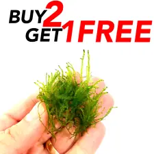 B2G1 SNAIL FREE | Bogor Moss Live Freshwater Aquarium Plant Taxiphyllum barbieri