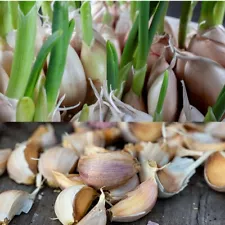 +100 Jumbo Polish Giant Garlic Seeds Organic Heirloom Bulbs Cloves Plant or Cook