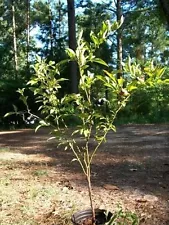 Austin Blueberry Plant Sweet Healthy Plants Blueberries Amino Acids Minerals NOW