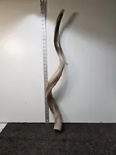 Vintage Yemenite 38-42" Kudu Horn Shofar Kosher Made in Jerusalem From Israel