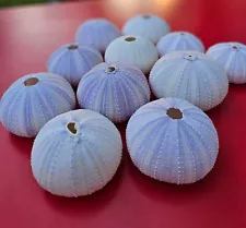 2" PURPLE SEA URCHIN SEA SHELLS WEDDING DECORATIONS