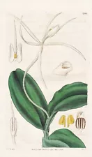 Epidendrum nocturnum West Indies orchid engraving copperplate Curtis 3298