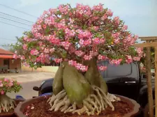 " 10 Seeds " Adenium Thai Socotranum Desert rose bonsai plants Decor