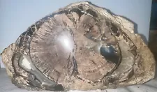 Polished Blue Forest Petrified Wood Log