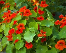 Nasturtium seeds, 1g Nasturtium Fiery, Tropaeolum,heirloom organic seeds -467