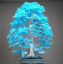 Turquoise Japanese Maple Bonsai Seeds - 20 Seeds