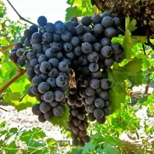 Bali Grape Fresh Cutting 20+ Vitis vinifera