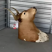 Real Bull Head Taxidermy