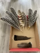 10 Wild Turkey Tail Feathers - Foot - Animal Crafts DIY Mancave, Arts Festival