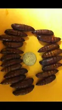 pupa for sale, seed catalpa trees, catalpa worms, Catawba, Best Fishing Bait