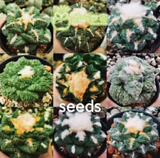 Big Sale Rare Succulent Live plant Mix Group Seeds 50PCS