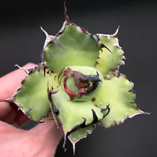 6-7cm 1PCS Cactus Live Plants Agave Black Whale Beautiful Rare Cactus