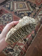 ICE AGE FOSSIL WOOLLY MAMMOTH TOOTH Ex Sotheby's Chicago