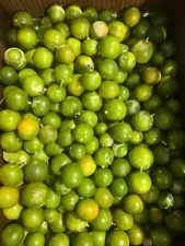 10Lbs Fresh Organic CALAMONDIN/ CALAMANSI/ Tắc Chua. Actual Fruits