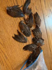 Quail Wings For Dog Training. Six for $10