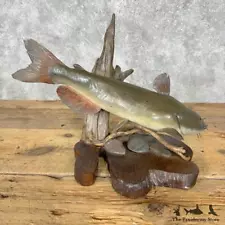 #29527 P | Wooden Bullhead Carving Fish Decor For Sale