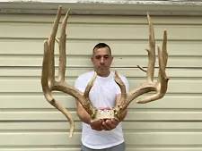 Tall 188” Set Whitetail Deer Shed Antlers Rack Taxidermy Mount Cabin Decor