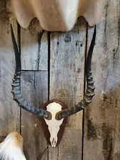 African Impala European Mount For Sale